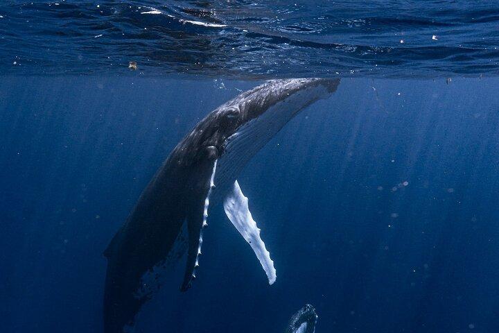Shared Whale Expedition