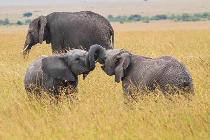 7 Days 6 Nights Best of Kenya Safari