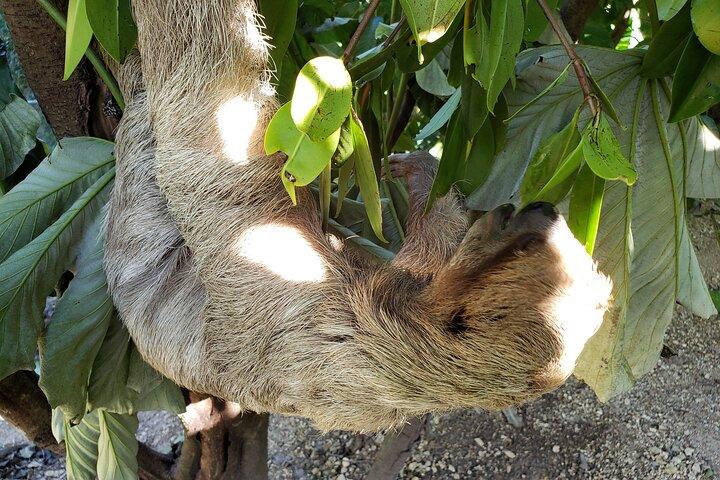 Roatan Excursion, Monkey and Sloth with Chocolate and Rum Tasting
