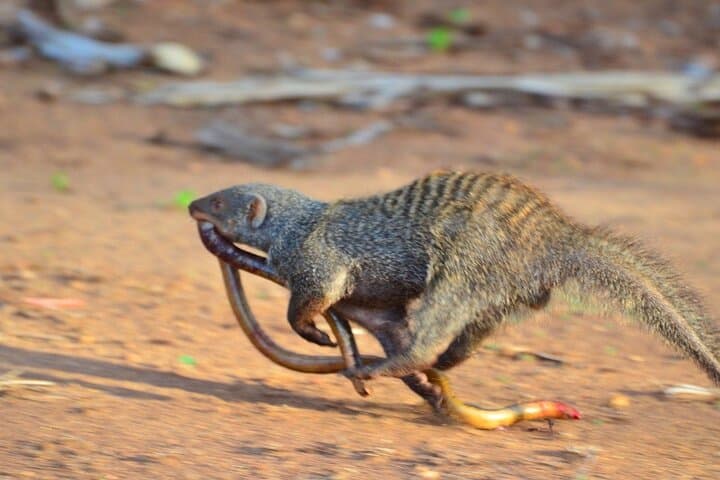 4 Days Maun and Chobe National Park All inclusive