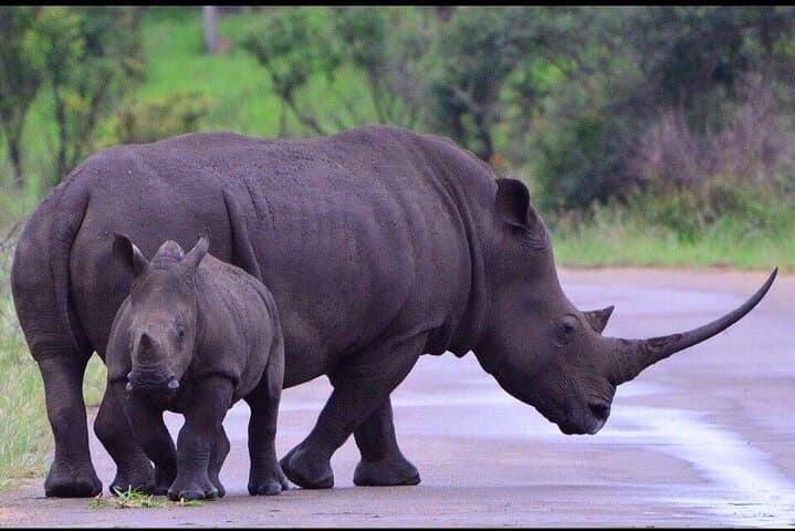4 Days Maun and Chobe National Park All inclusive
