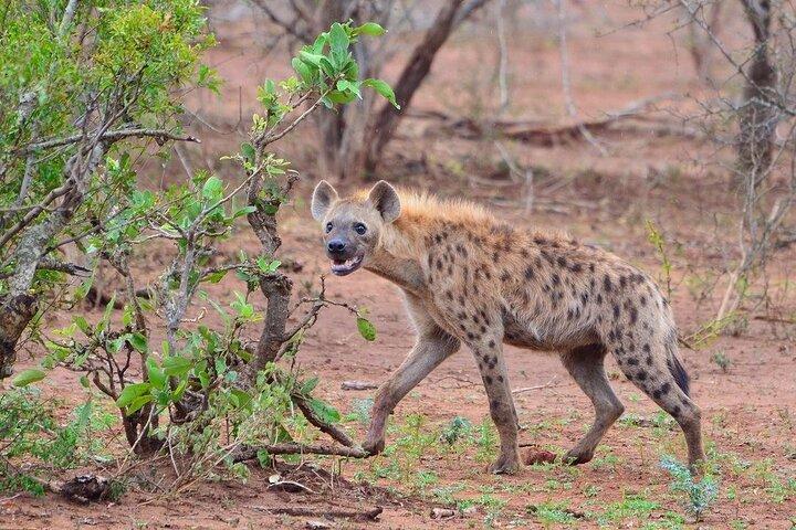 4 Days Maun and Chobe National Park All inclusive