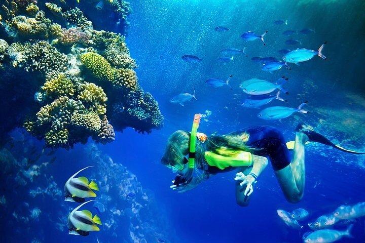 Molokini and Turtle Arches Snorkeling Trip from Ma'alaea Harbor