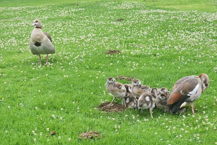 Table Mountain Kirstenbosch World of Birds,Diamond Factory incl
