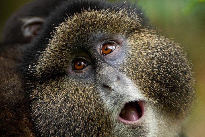 One Day Rwanda Golden Monkey Trek with Dian Fossey or Guardians