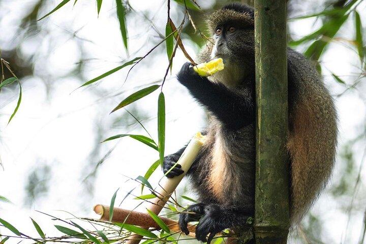 One Day Rwanda Golden Monkey Trek with Dian Fossey or Guardians