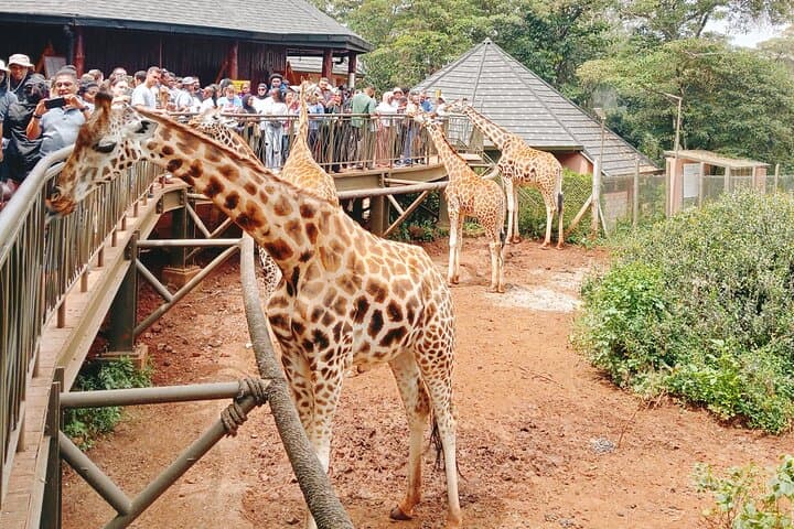 Nairobi City Tour : Museum, Major Landmarks and Giraffe Centre.