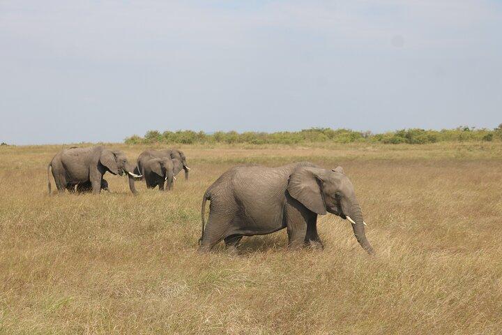 5-Day Private Safari on Amboseli Nairobi and Masai Mara Adventure