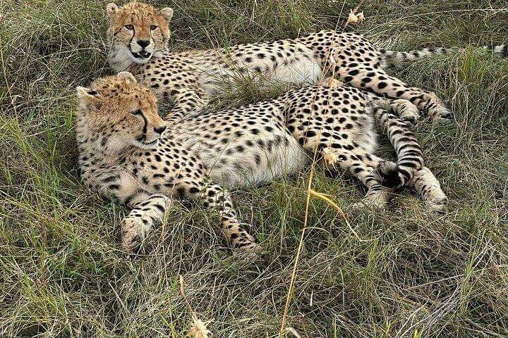 Nairobi National Park Private Half Day Tour with Pick up