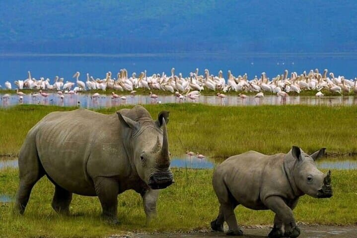Lake Nakuru National Park Day Trip From Nairobi