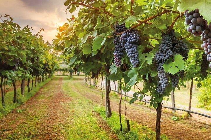 Special Chianti Afternoon Wine Tour from Florence