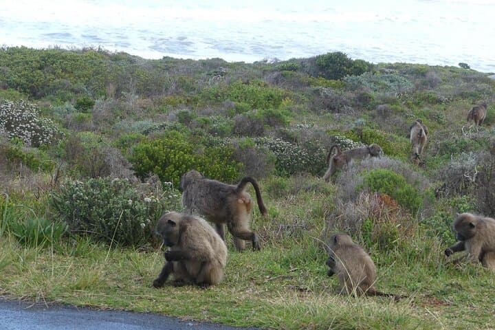 Cape of Good Hope and Penguins Full Day Tour from Cape Town