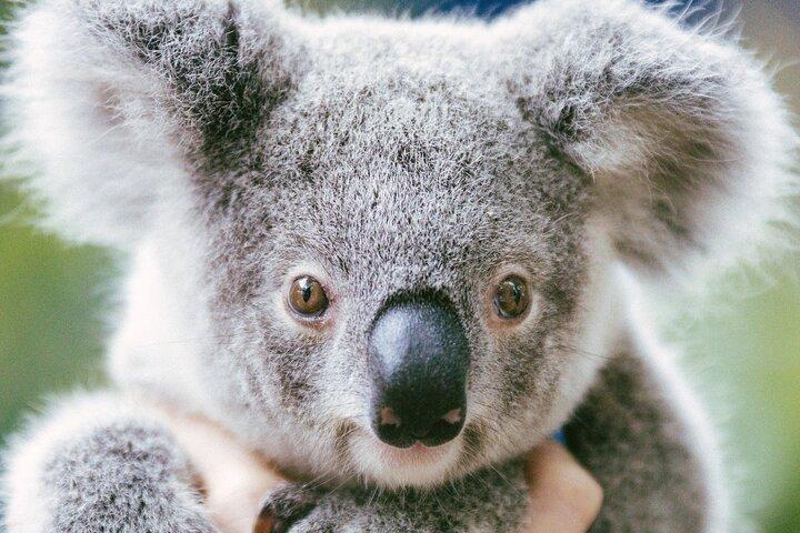 Dreamworld Gold Coast 1-Day Pass – Thrills & Wildlife Encounters