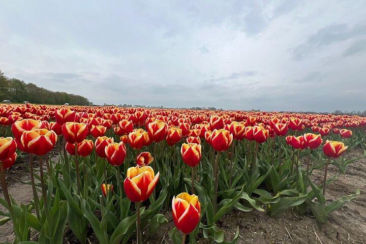 Private Tour to the Keukenhof and Tulip Fields
