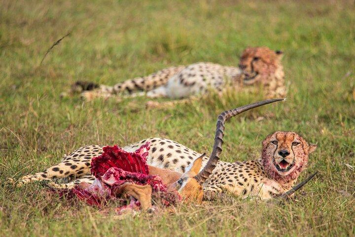 7 Days 6 Nights Best of Kenya Safari