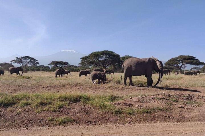 Day Tour to Amboseli National Park
