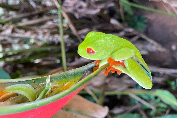 Private Tour to Rio Celeste Hike and Flavors of Costa Rica