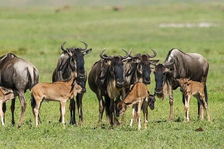 Best of 7 Days Magical Kenya Safari