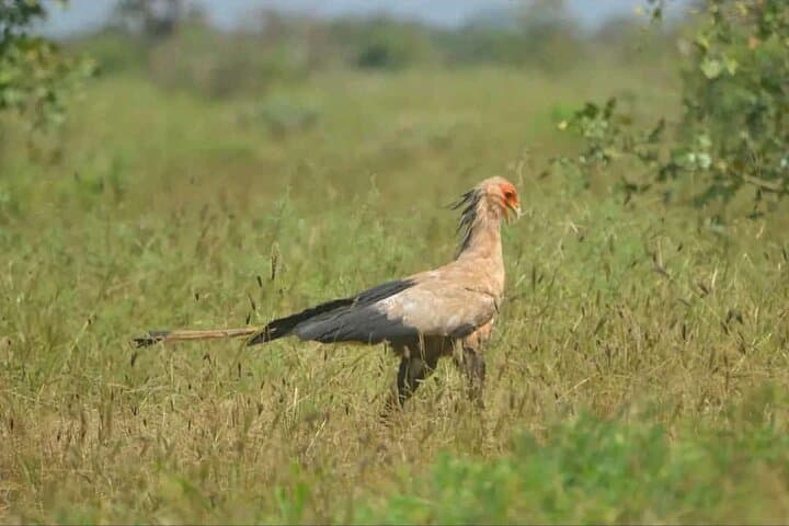Best of 7 Days Magical Kenya Safari