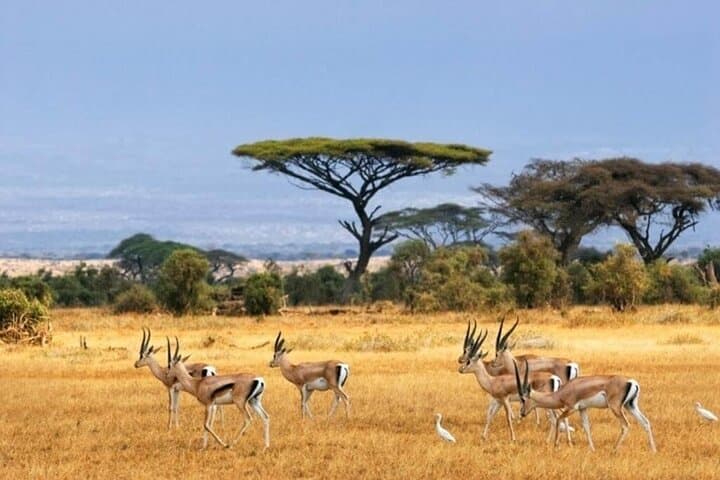 5days Tour Tsavo East & west, Amboseli from Mombasa