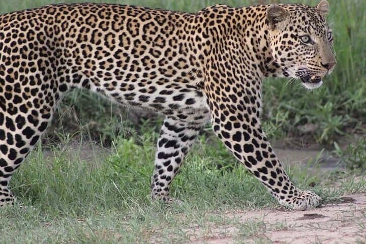 5days Tour Tsavo East & west, Amboseli from Mombasa