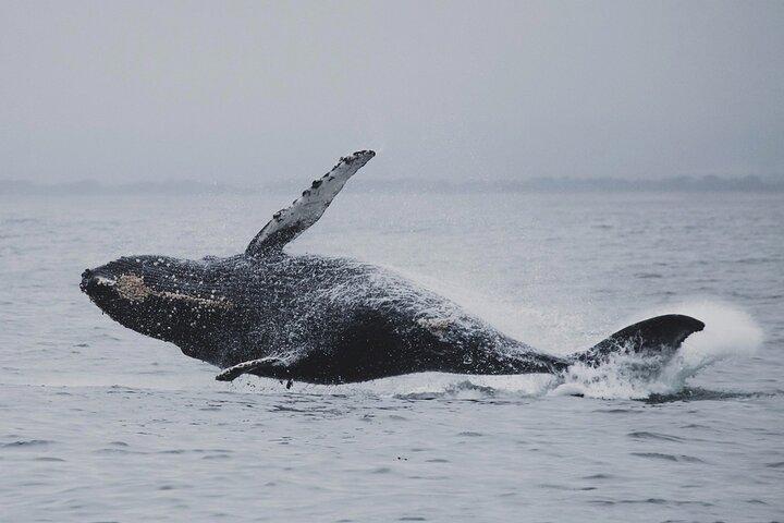 Whale Safari in Tromso