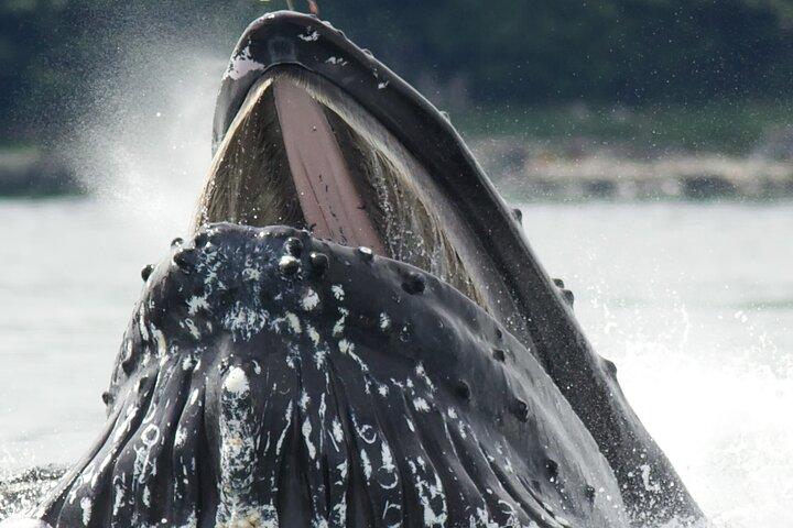 Tales & Tides: Alaskan Lore & Wildlife Cruise