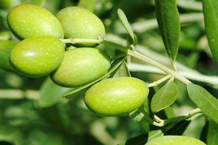Olive Oil Tasting Farm Experience,ancient Corinth