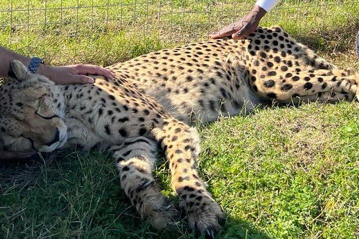 Cape Town Giraffe House Cheetah Encounter and Wine Tasting Tour