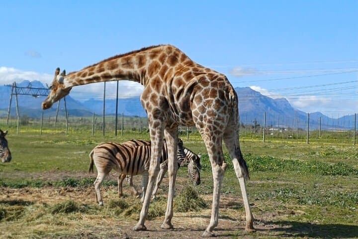 Cheetah Outreach and Giraffe Encounter with Wine Tasting Tour