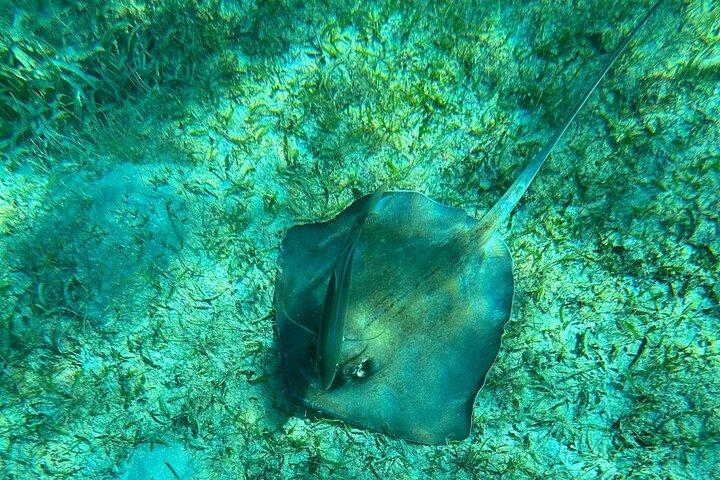 Coral Reef and Sea Turtle Snorkeling Experience