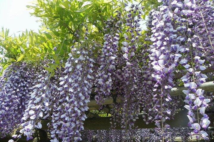 Hama-rikyu Gardens Walking Tour with Matcha& Japanese Sweets