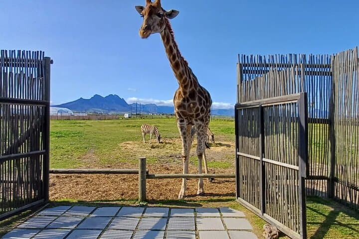 Giraffe House Encounter & Cheetah Outreach with Wine Tasting Tour