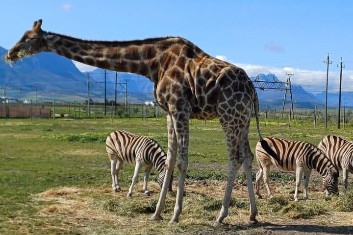 Giraffe House Encounter & Cheetah Outreach with Wine Tasting Tour