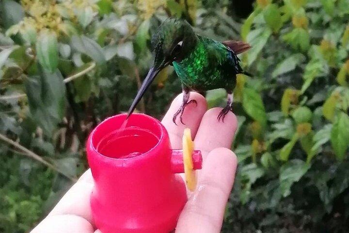 Chaquimallana Reserve : Mindo's Best Hummingbird Experience.