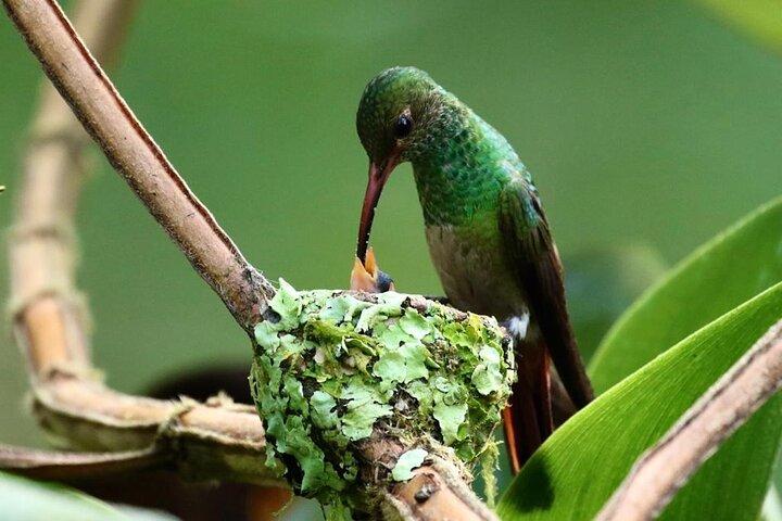 Chaquimallana Reserve : Mindo's Best Hummingbird Experience.