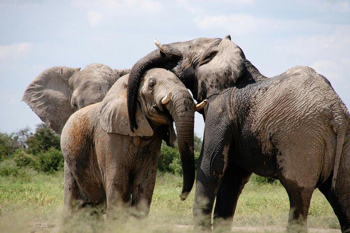Overnight safari to Amboseli National Park from Nairobi