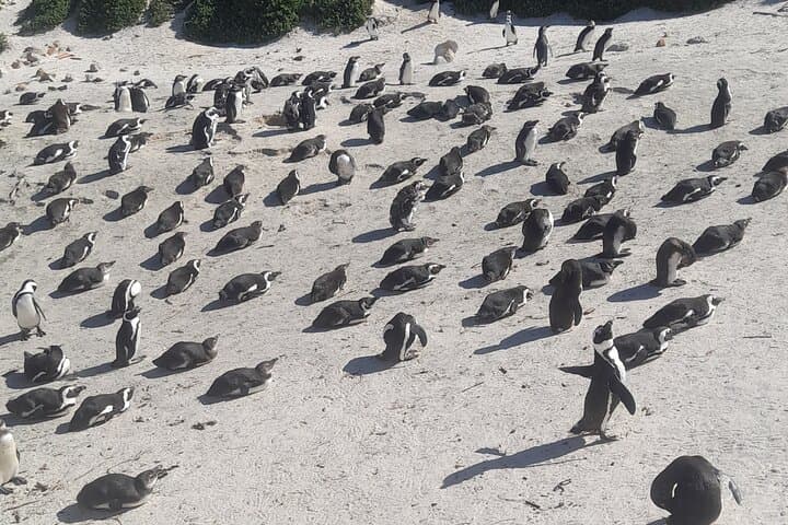Cape of Good Hope and Penguins Full Day Tour from Cape Town
