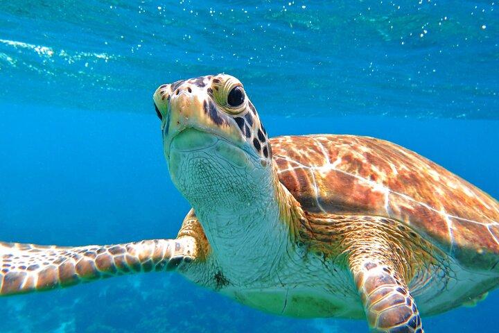 St Thomas Mangrove Lagoon Kayak and Snorkel Tour in the US Virgin Islands