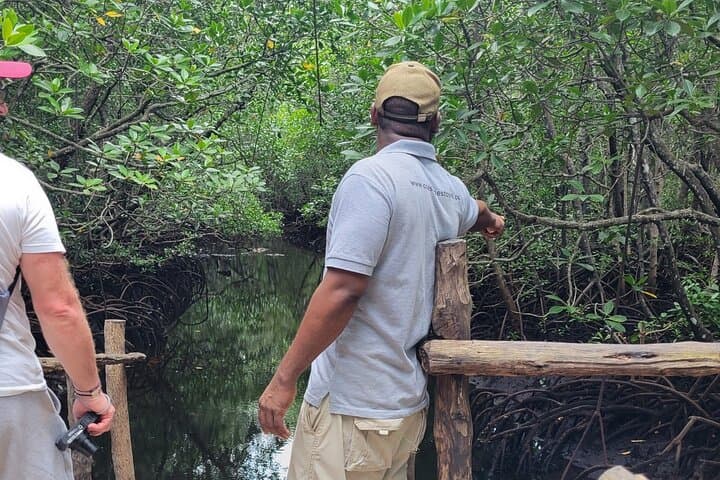 Private Walking Tour in Jozani Forest in Zanzibar