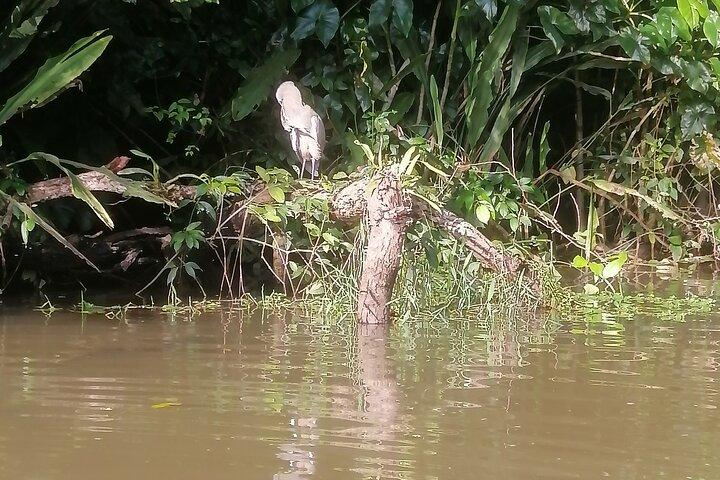 Tortuguero National Park Canoe Tour