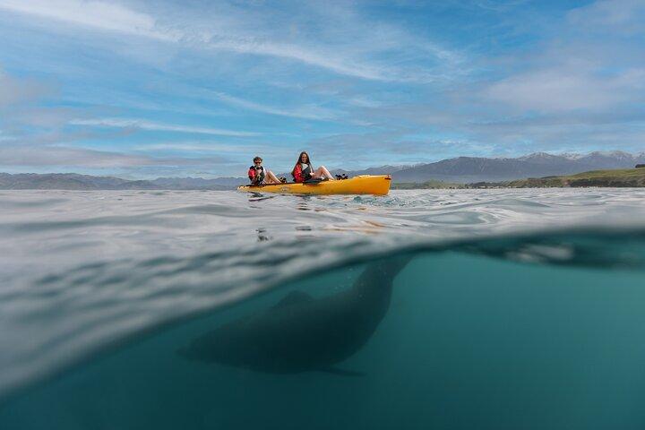 Seal Kayaking Adventure in Kaikoura