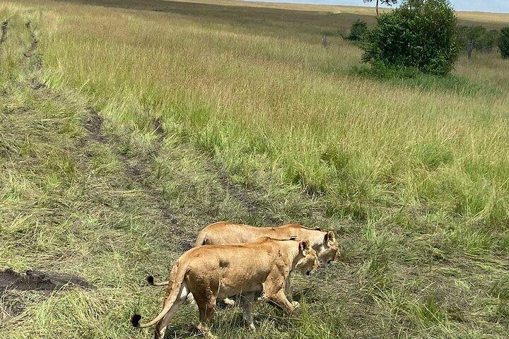 5 Days Maasai Mara Lake Nakuru & Hell's Gate Park Budget Safari