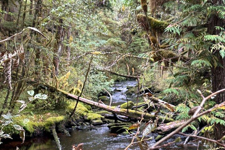 Small-Group Rainforest Hiking Adventure- Ketchikan Excursion
