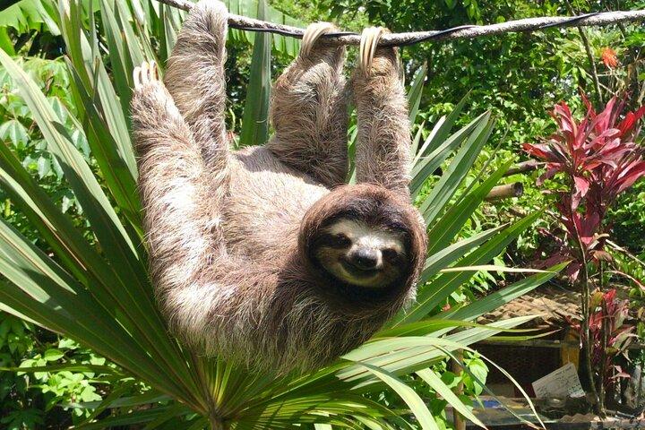 Monkey Watch and Gatun Lake Wildlife Safari Private Tour