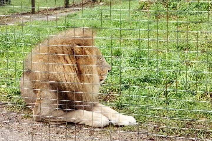CT Giraffes house lion's park,Cheetah encounter and Wine Tasting