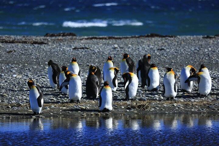 King Penguins, Punta Arenas