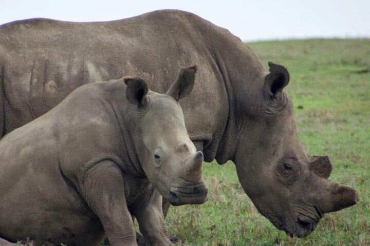 3 Days Safari to Ol Pejeta Conservancy from Nairobi