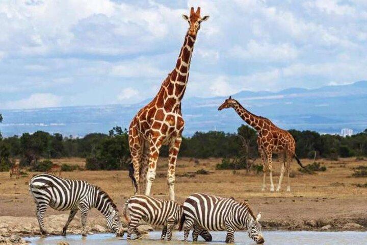 3 Days Safari to Ol Pejeta Conservancy from Nairobi
