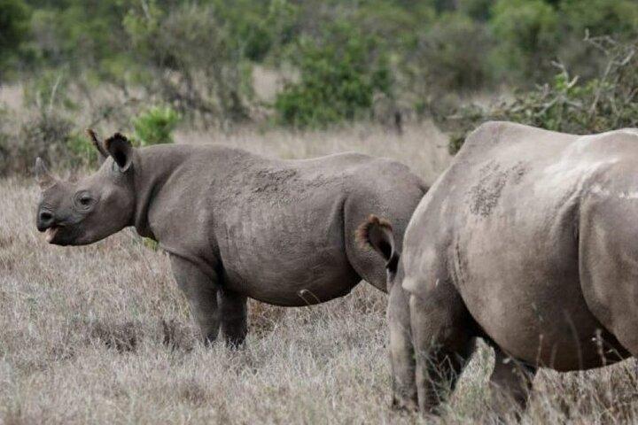 3 Days Safari to Ol Pejeta Conservancy from Nairobi